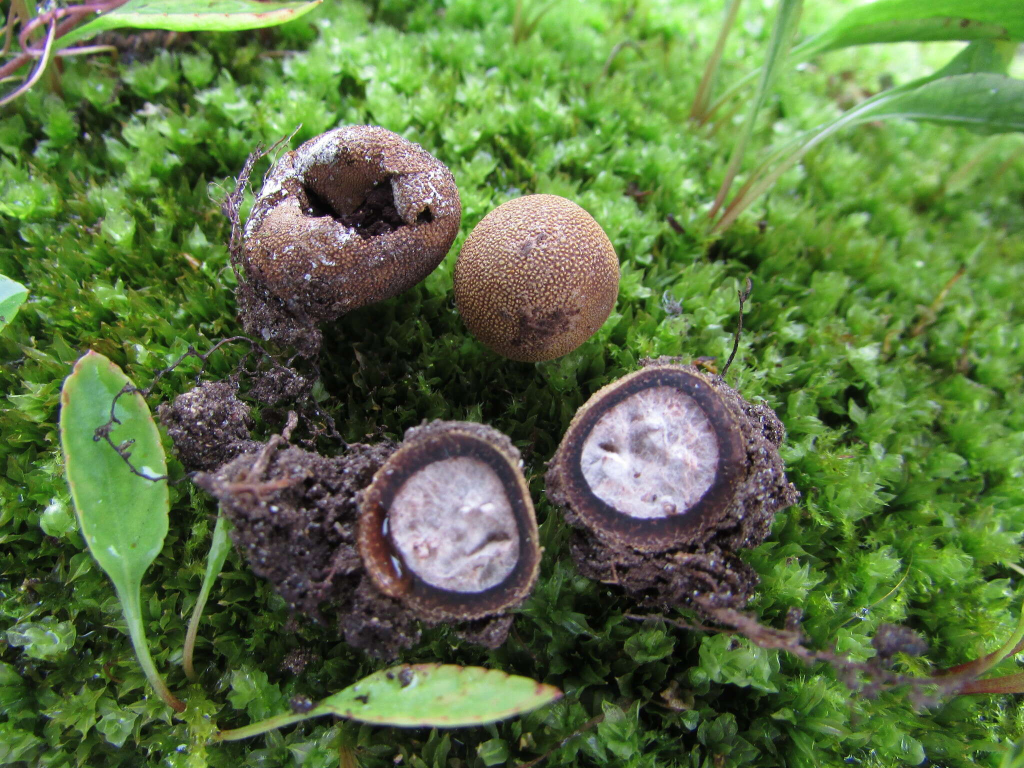 Image of Elaphomyces americanus Castellano 2017