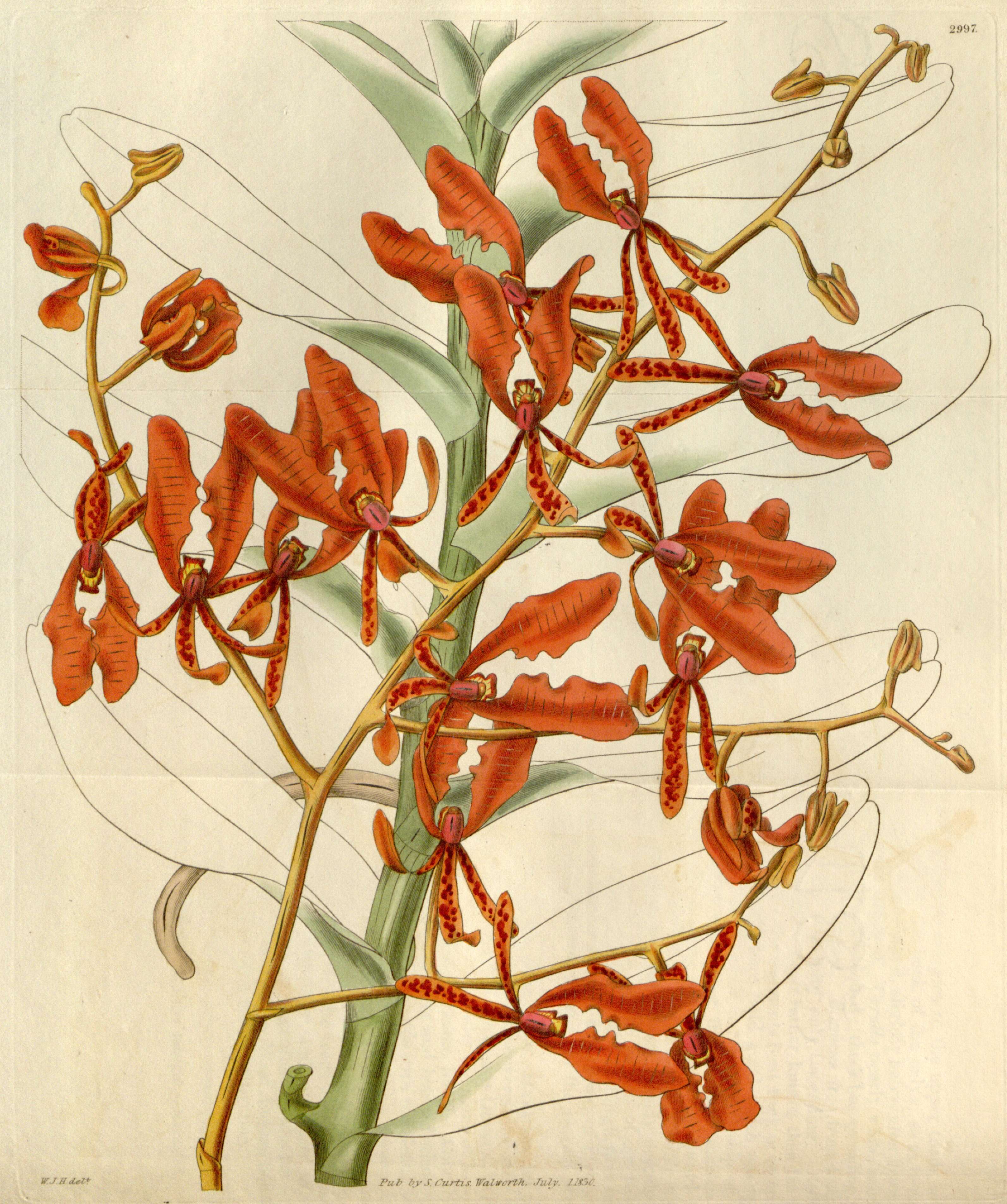 Image of renanthera