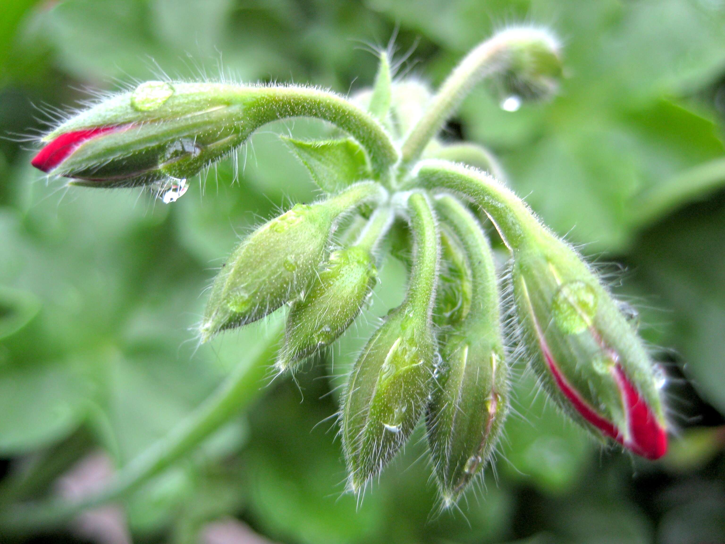 Imagem de Pelargonium hortorum Bailey