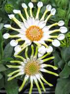 Image of blue and white daisybush