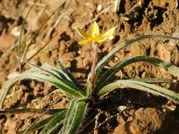 Image of Hypoxis floccosa Baker