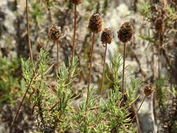 Image of Lavandula pedunculata (Mill.) Cav.