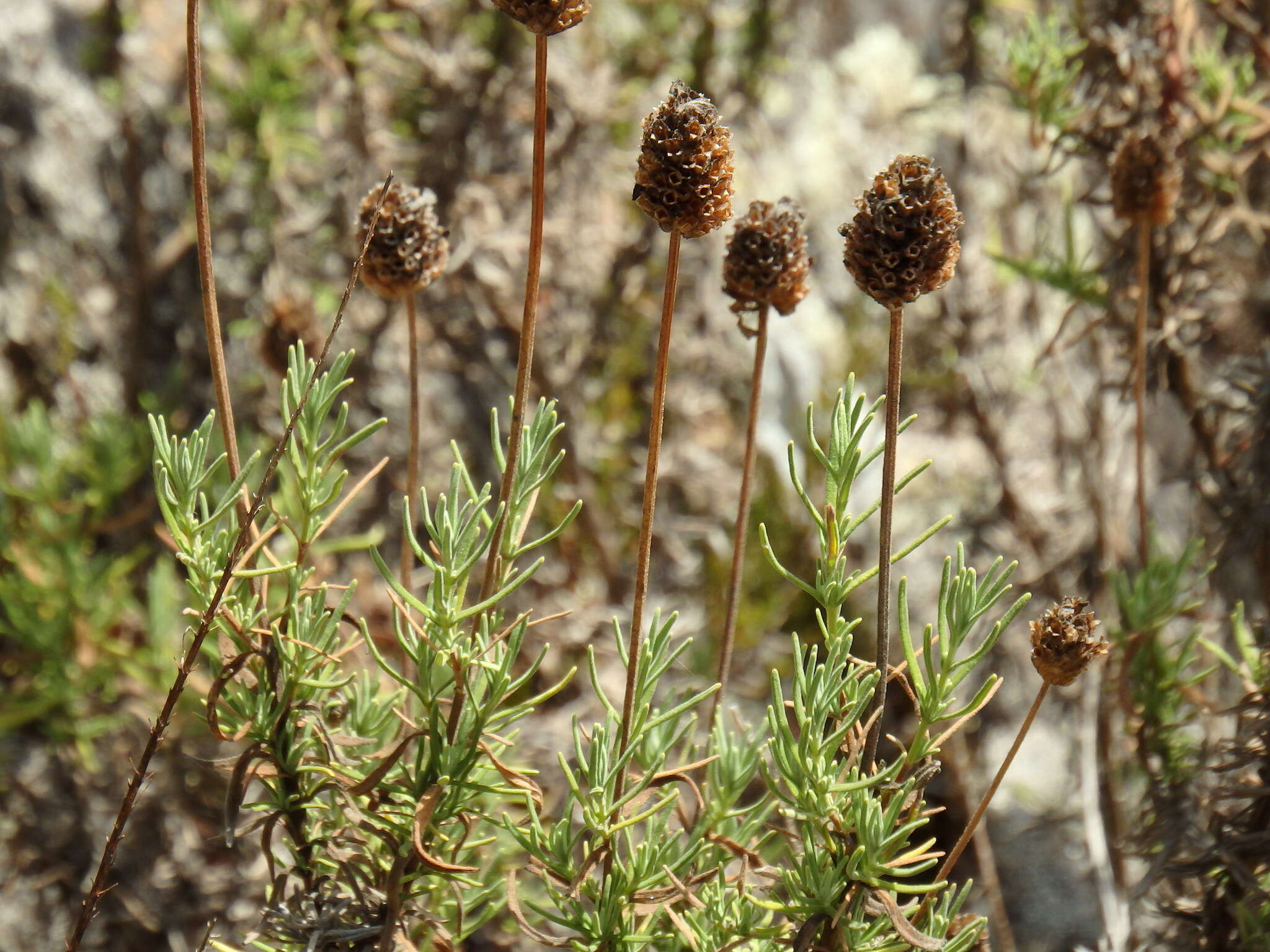 Imagem de Lavandula pedunculata (Mill.) Cav.