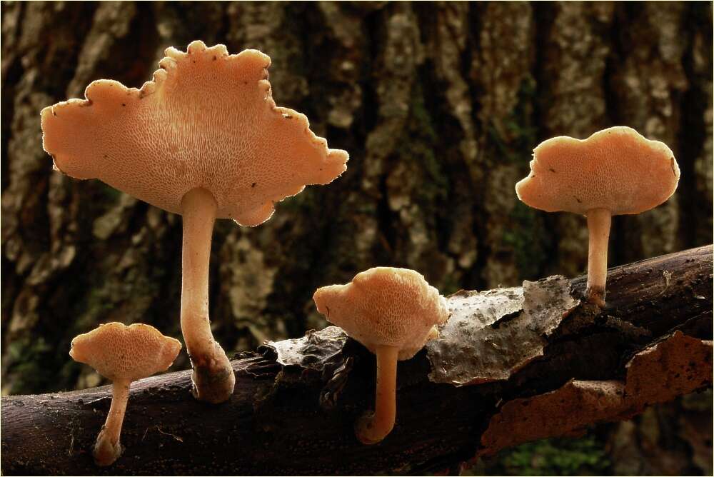 Image of Lentinus brumalis (Pers.) Zmitr. 2010