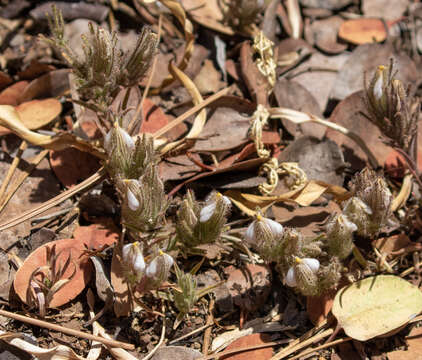 Image of Mt. Diablo bird's-beak