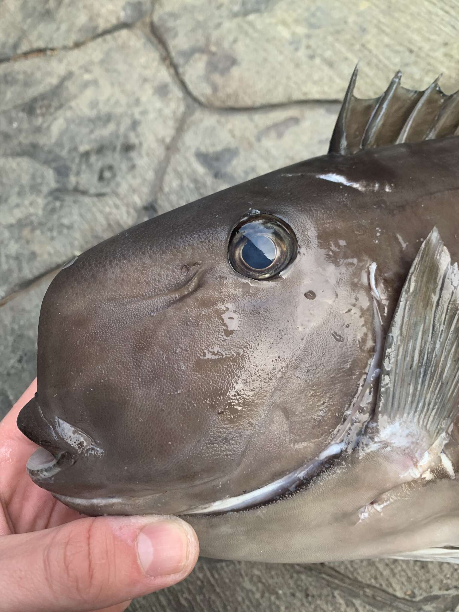 Image of Squarenose Unicornfish