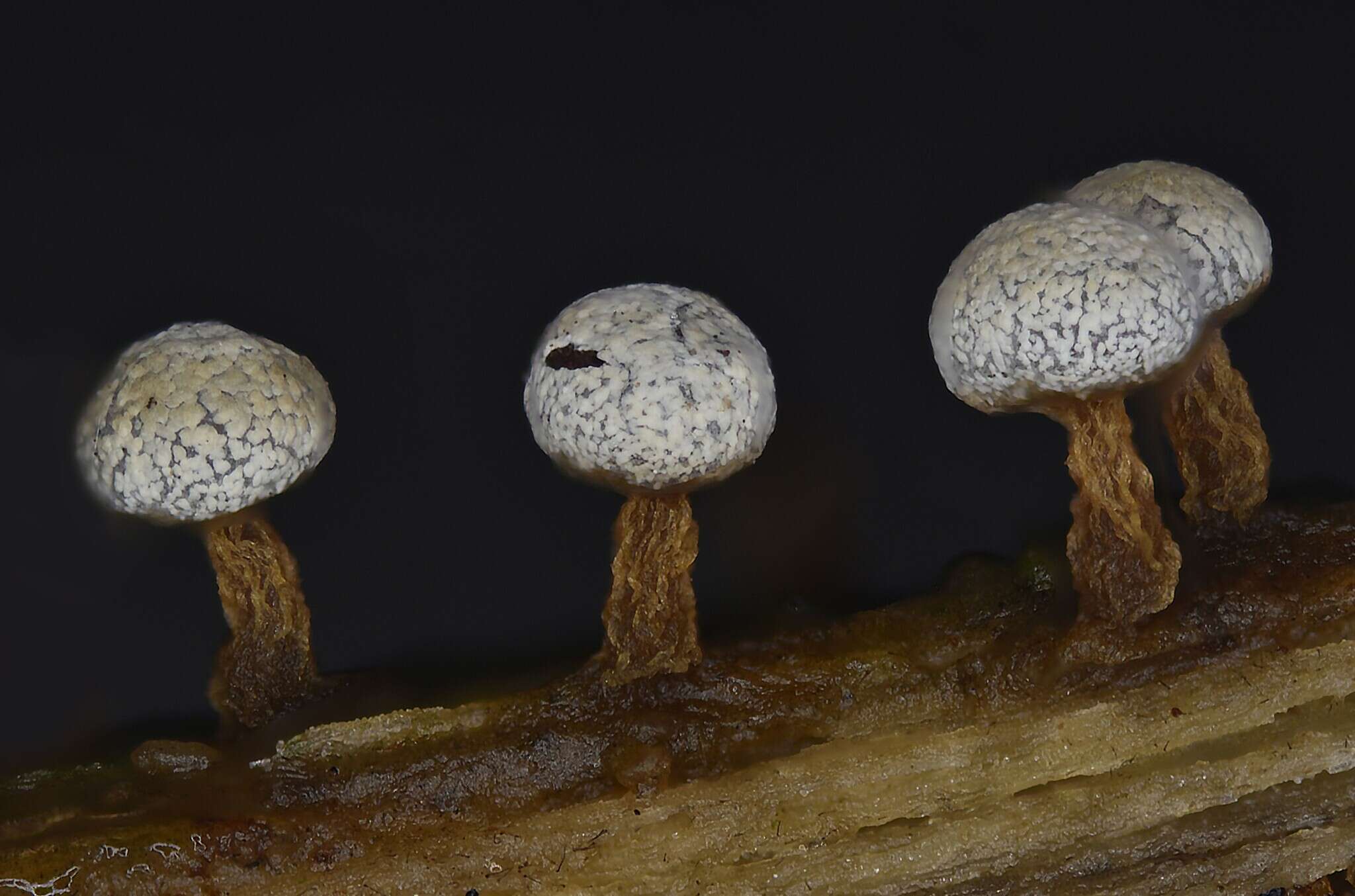 Image of Physarum leucophaeum