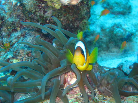 Image of Clownfish