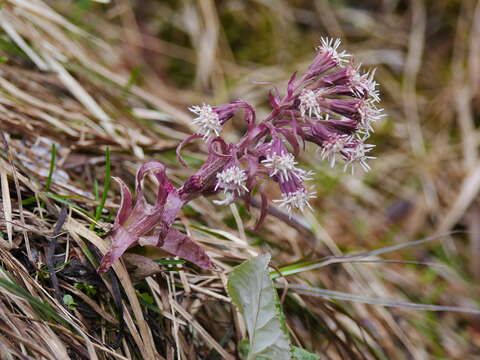 Image of Petasites paradoxus (Retz.) Baumg.