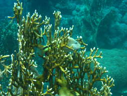 Image of Blackside Hawkfish