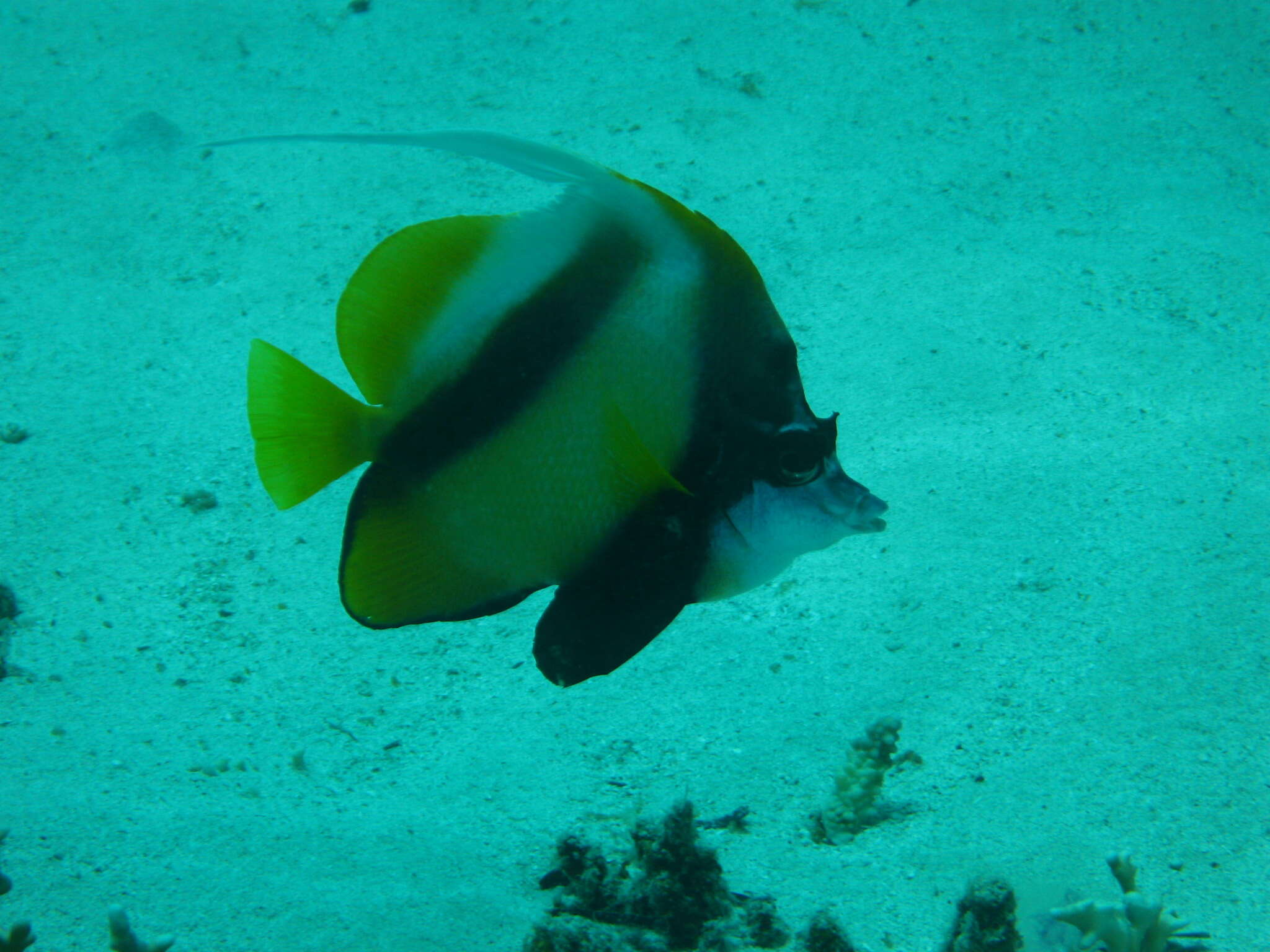 Image of Red Sea Bannerfish