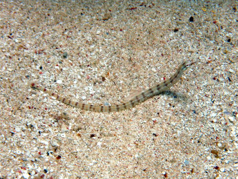 Image of Network pipefish