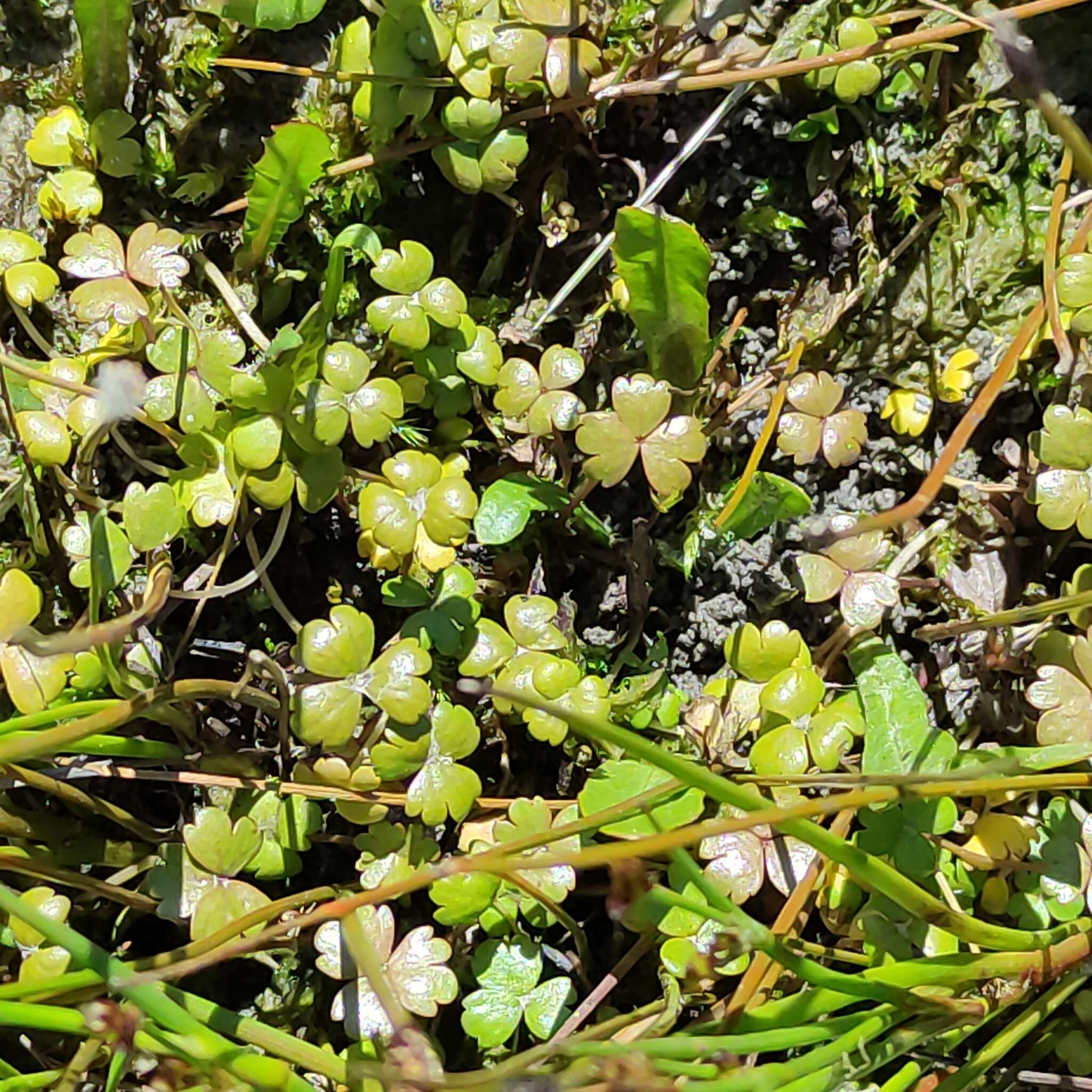 Imagem de Hydrocotyle sulcata C. J. Webb & P. N. Johnson