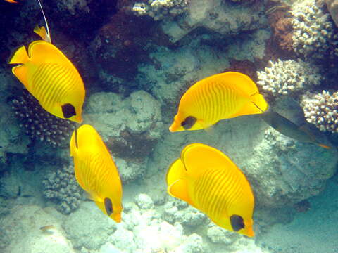 Image of Addis Butterflyfish