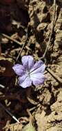 Plancia ëd Ruellia erythropus (Nees) Lindau