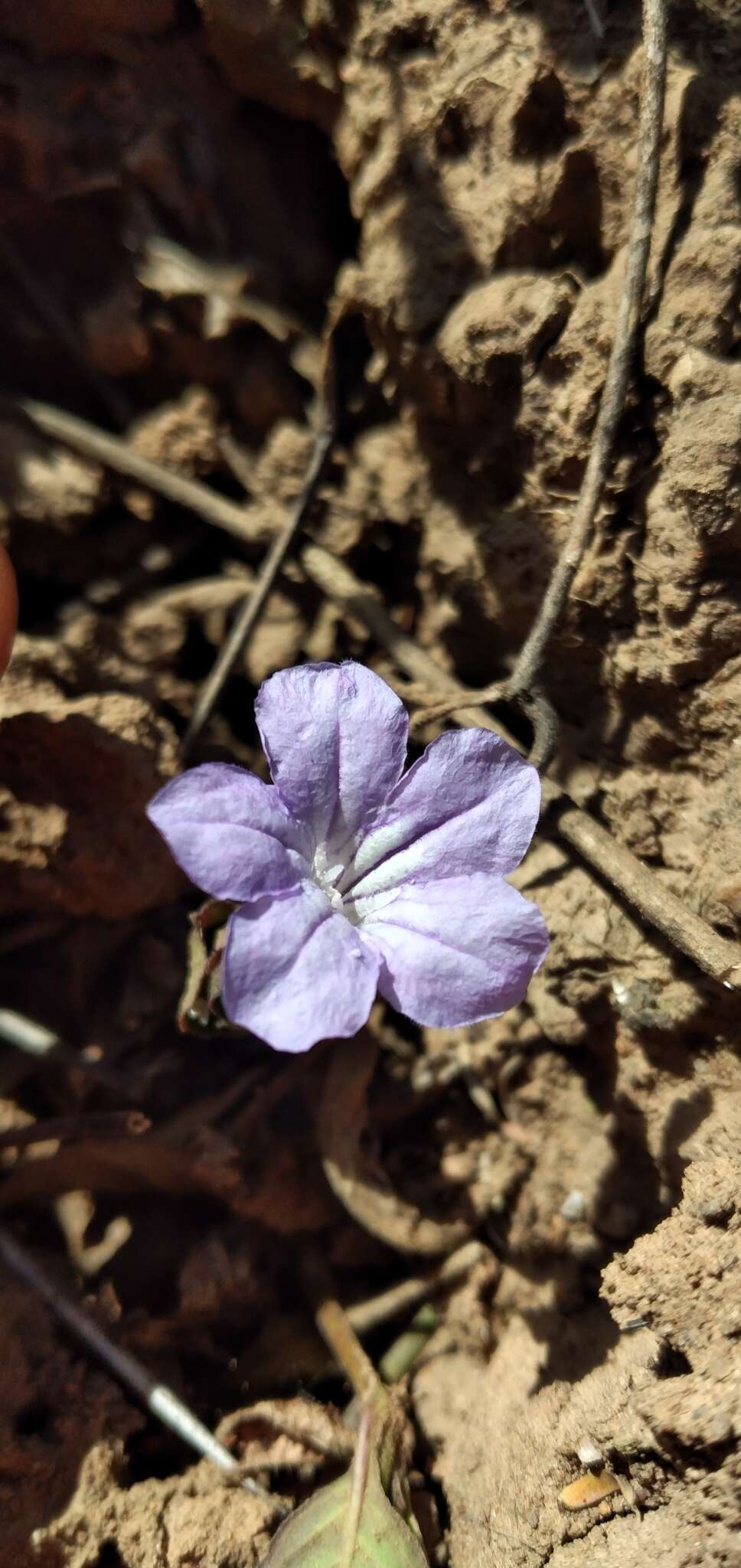 Plancia ëd Ruellia erythropus (Nees) Lindau