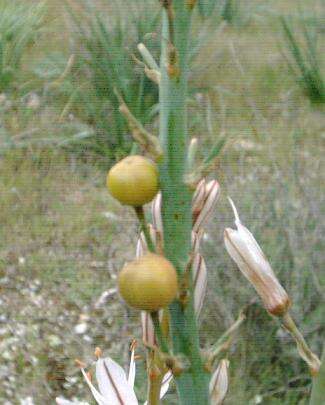 Image of White asphodel