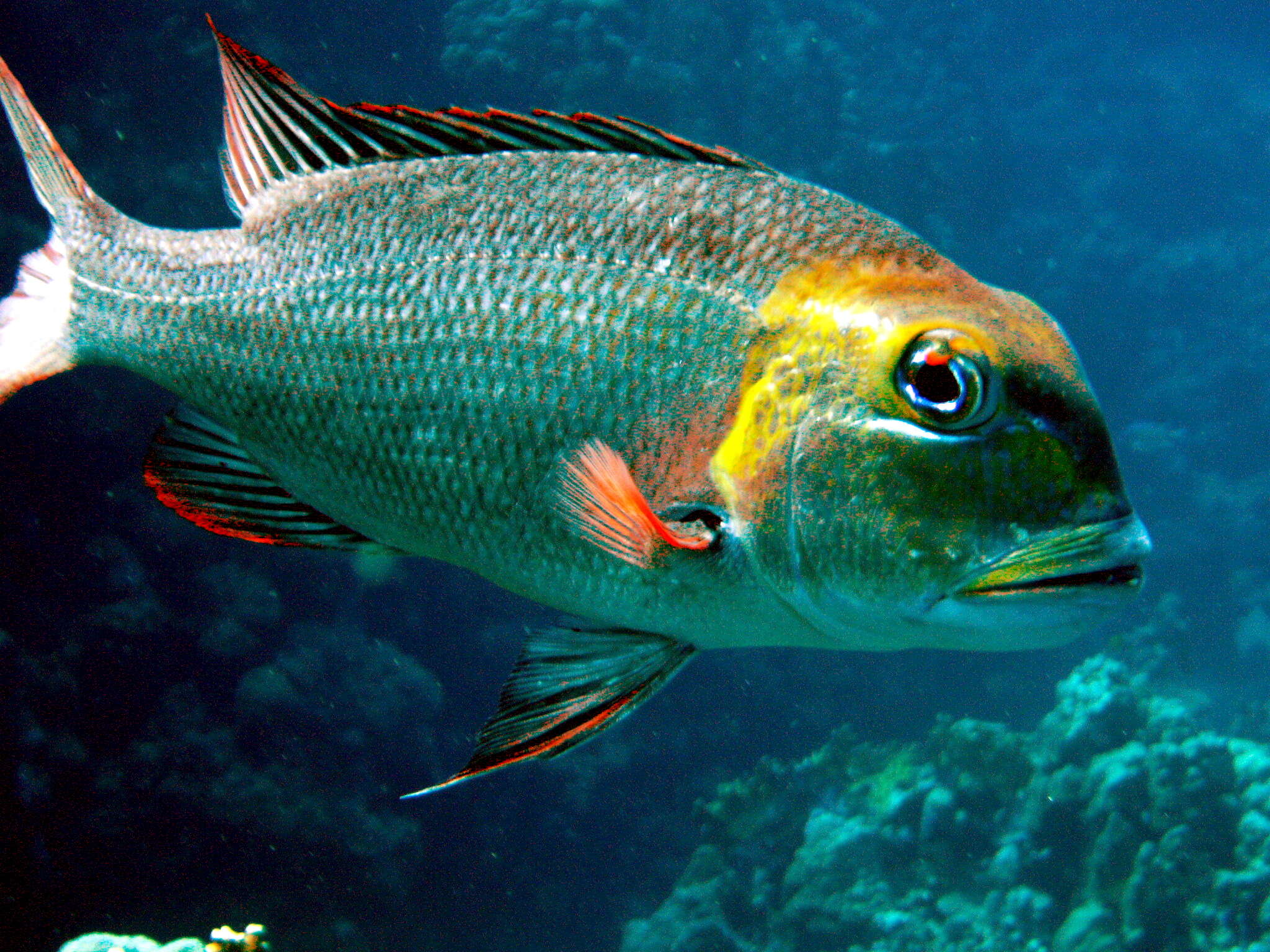 Image of Big eye bream