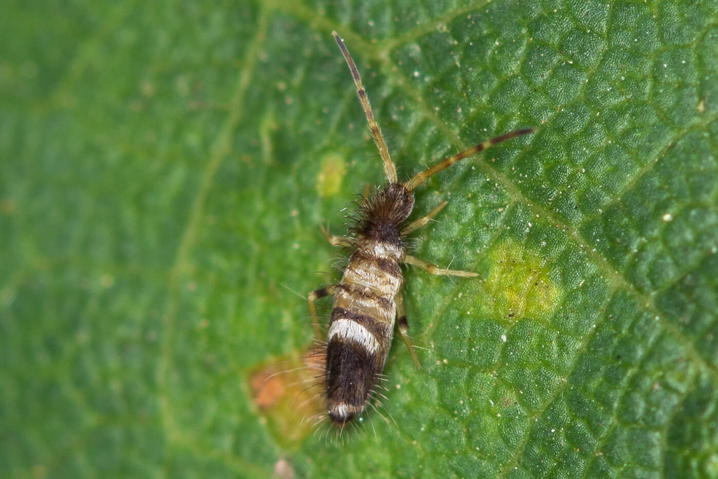 Image of Entomobrya superba (Reuter & OM 1876)