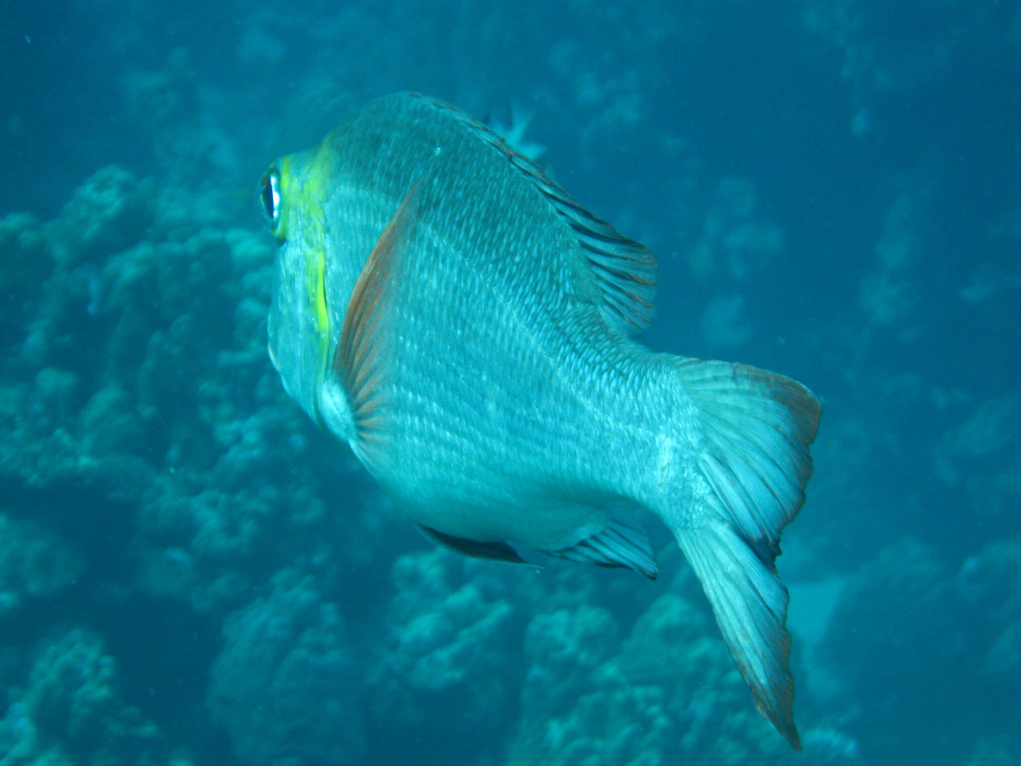 Image of Big eye bream