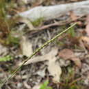 Image of Eremochloa bimaculata Hack.