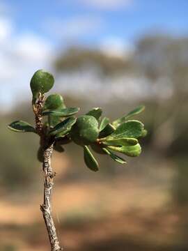 Image de Dodonaea bursariifolia F. Müll.