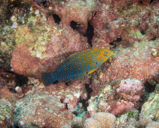 Image of Geoffroy's wrasse