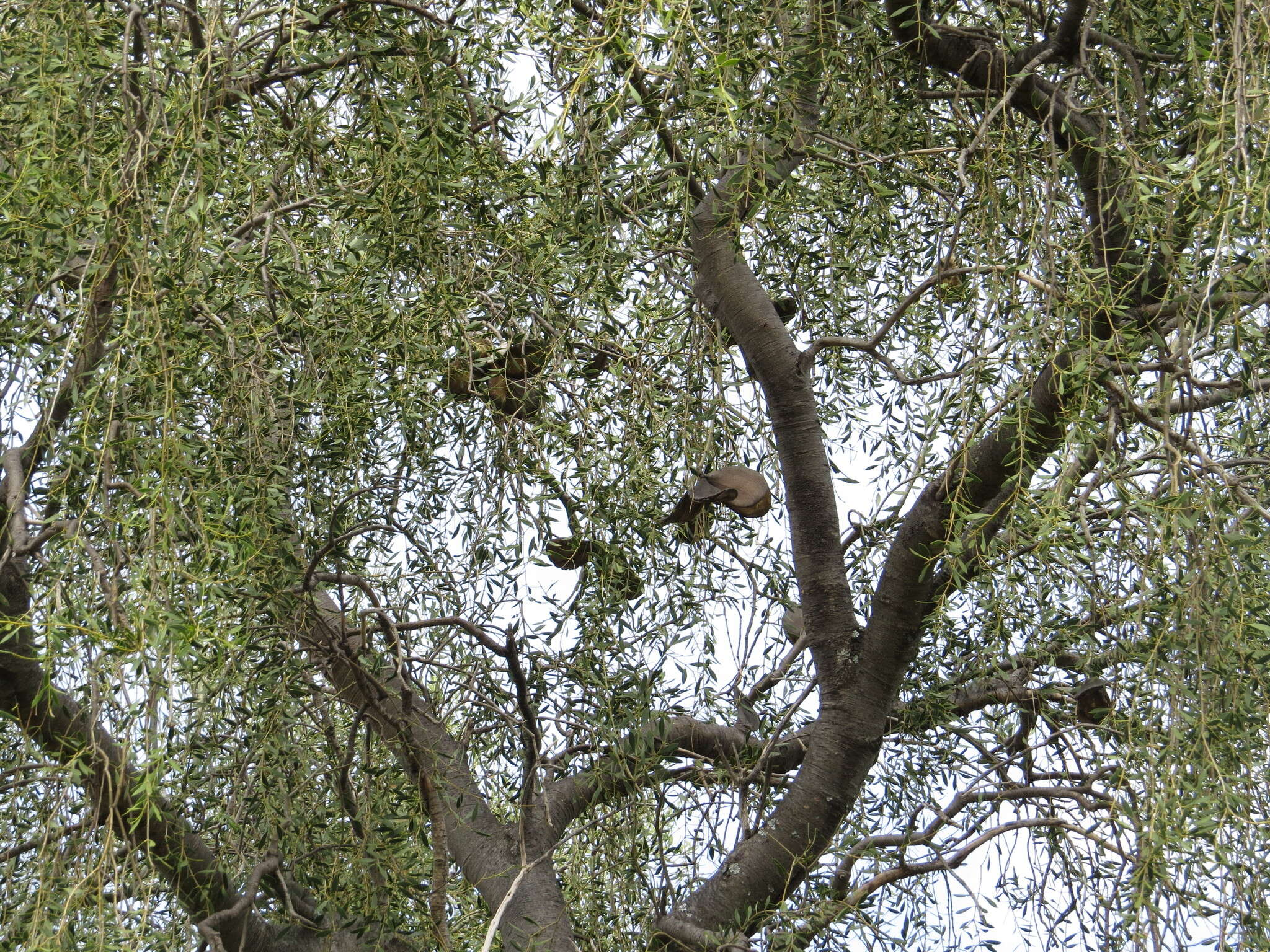 صورة Aspidosperma quebracho-blanco Schltdl.