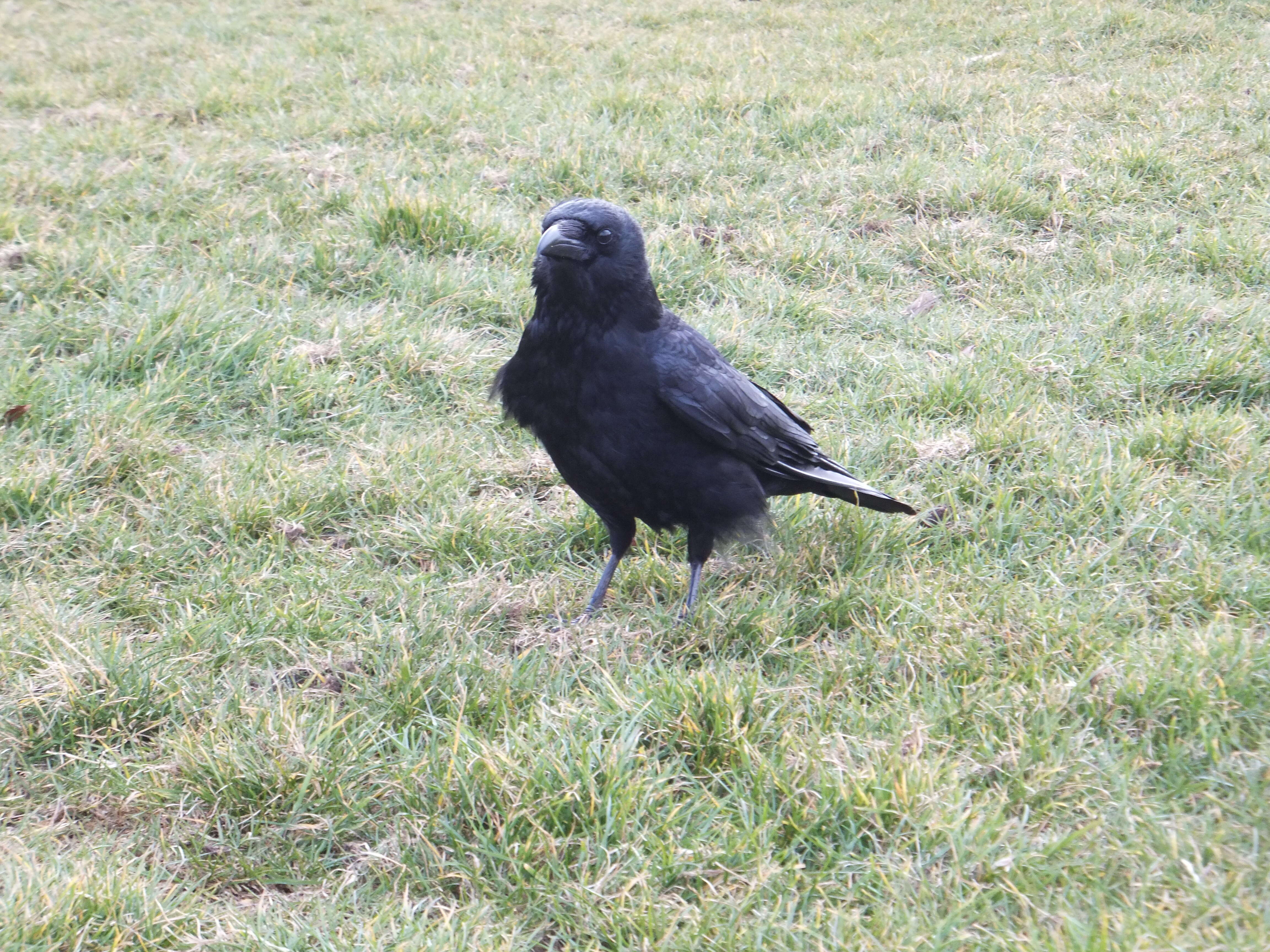 Image of Carrion Crow