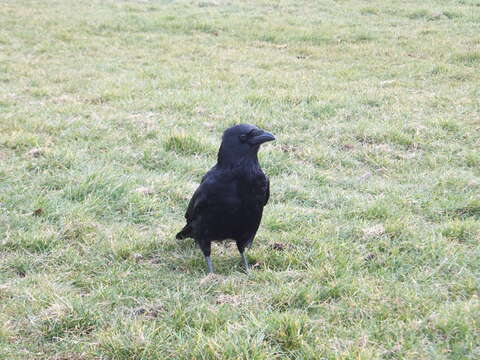 Image of Carrion Crow