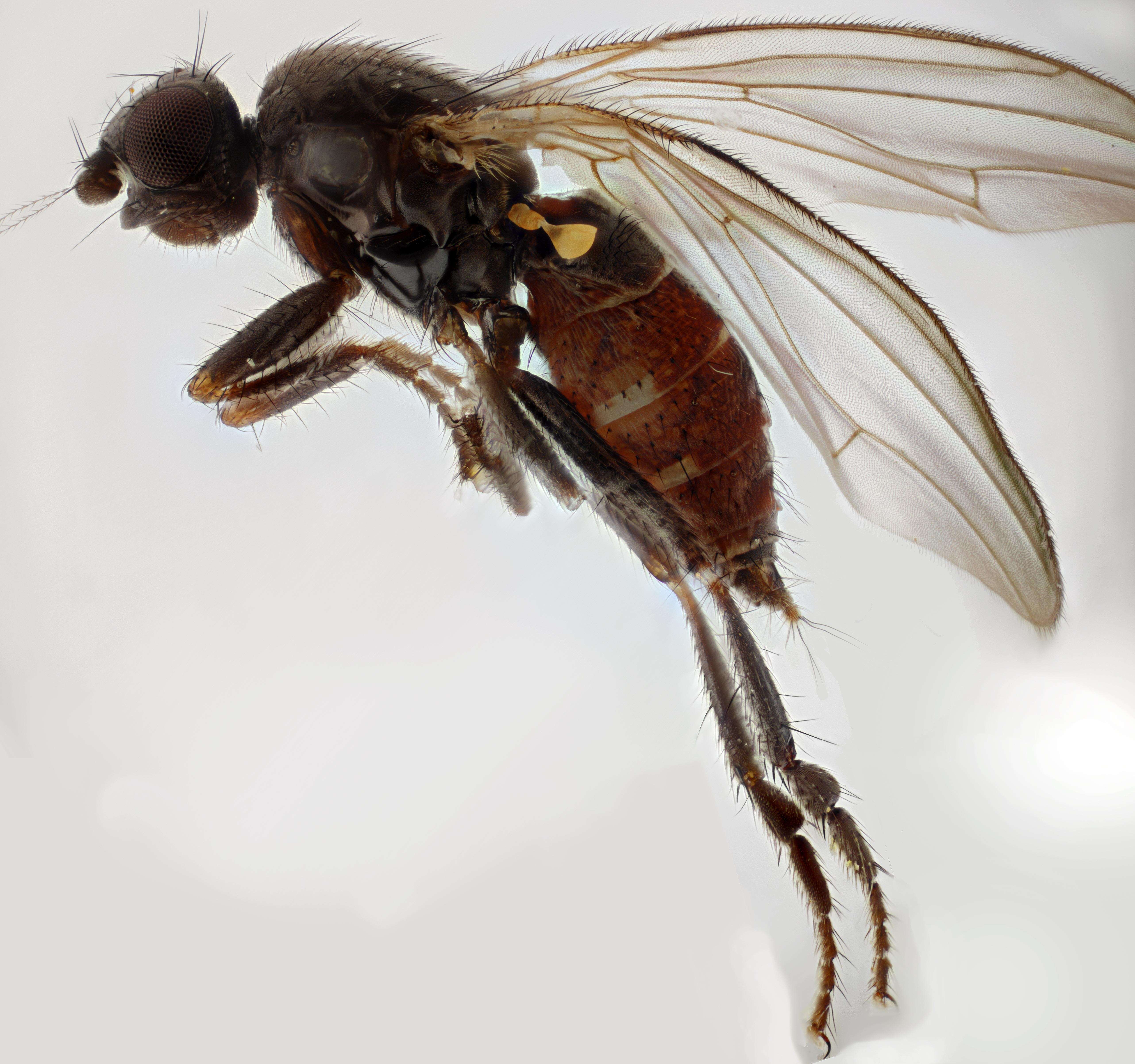 Image of lesser dung flies