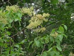 Image of Amur lilac