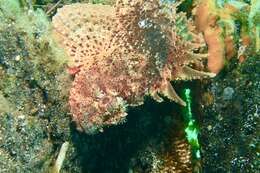 Image of Western red rockcod