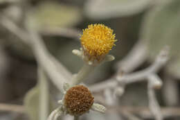 Image of Pentanema verbascifolium subsp. heterolepis (Boiss.)