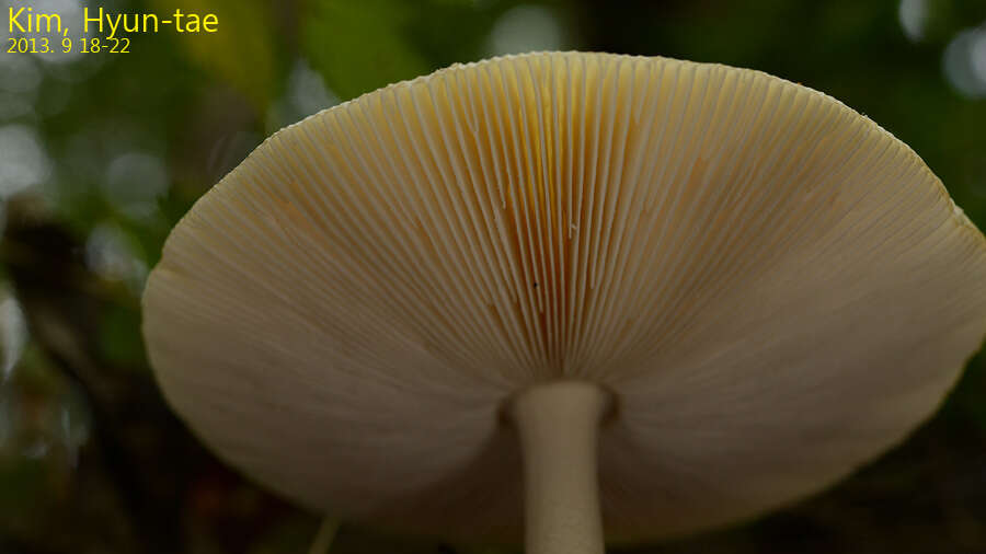 Image of Amanita subparvipantherina Zhu L. Yang, Q. Cai & Yang Y. Cui 2015