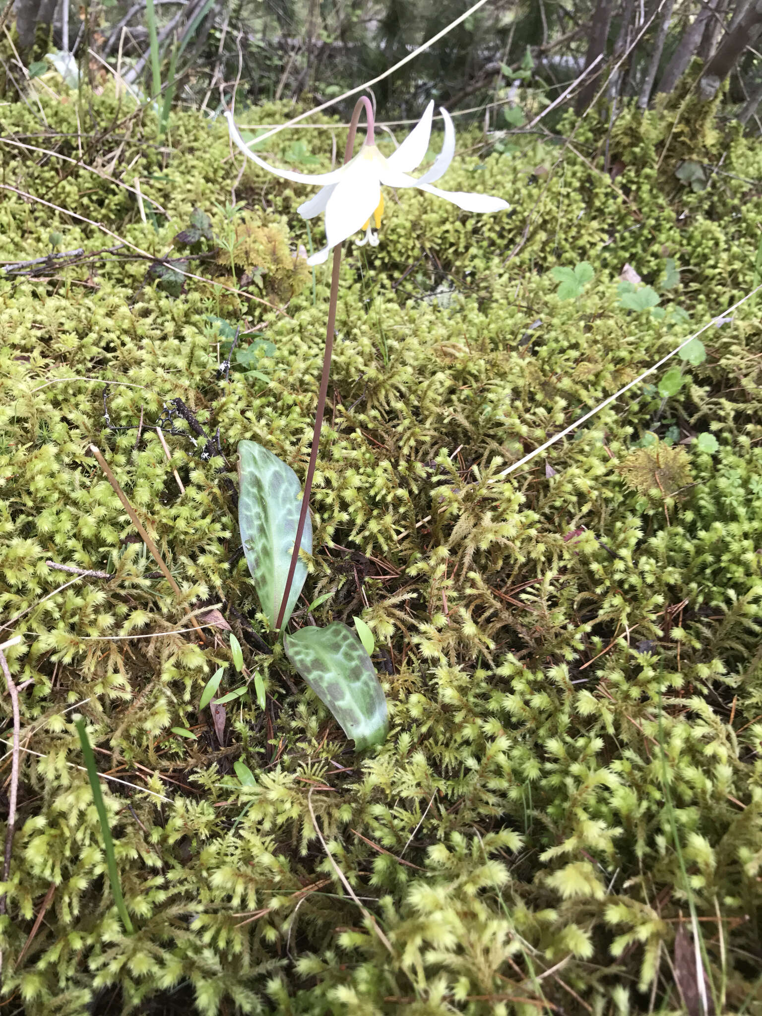 Imagem de Erythronium oregonum Applegate