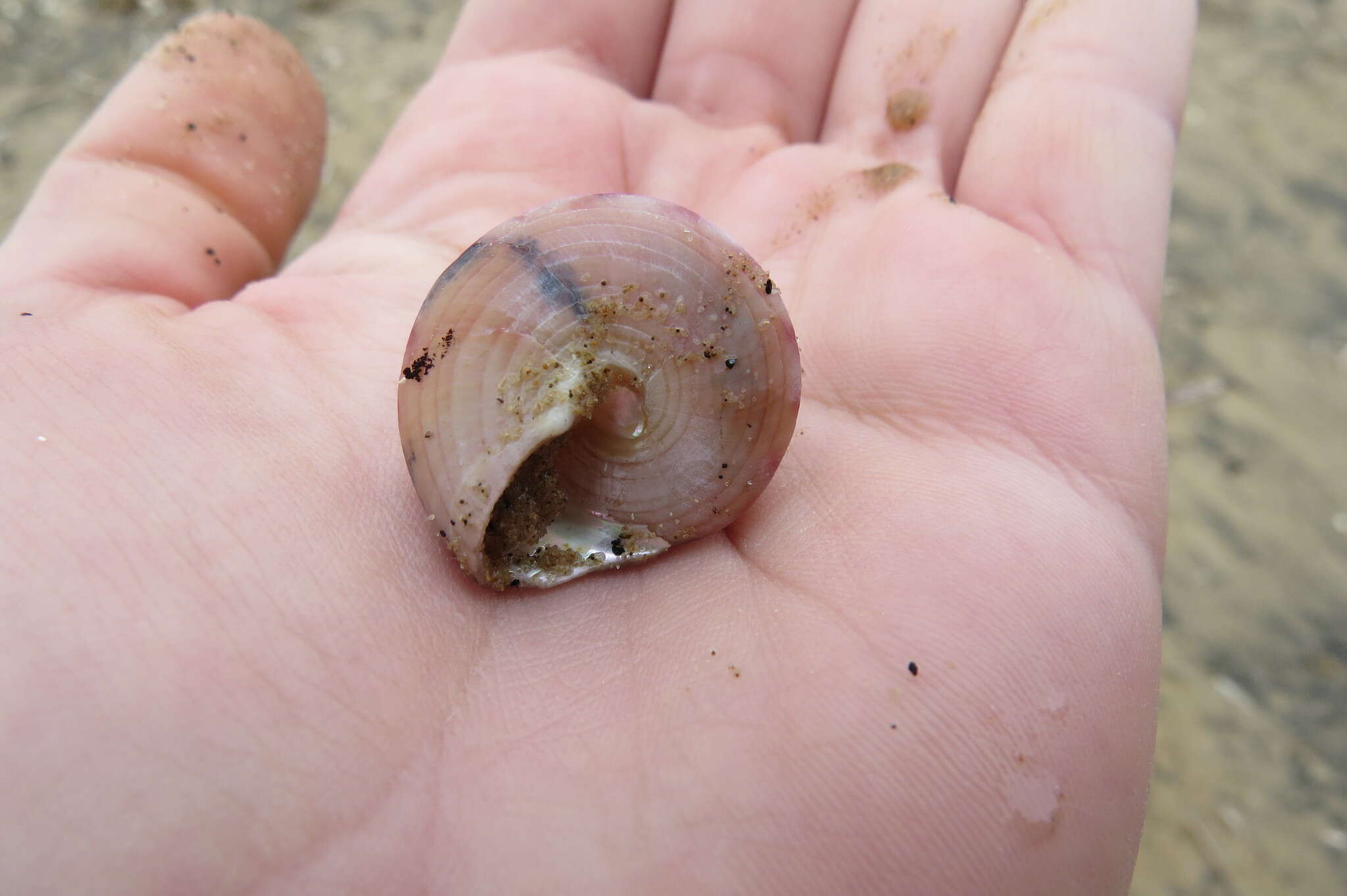 Image of European painted top shell