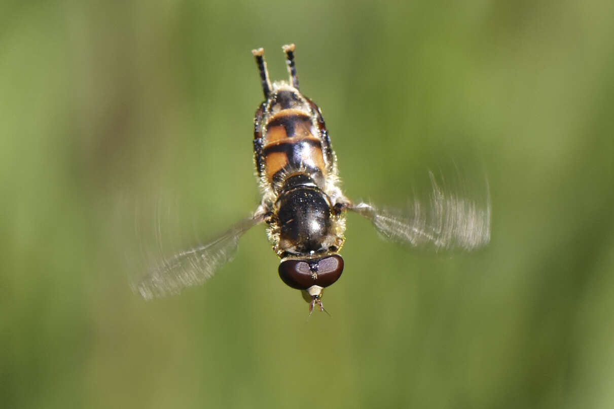 صورة Tropidia fasciata Meigen 1822