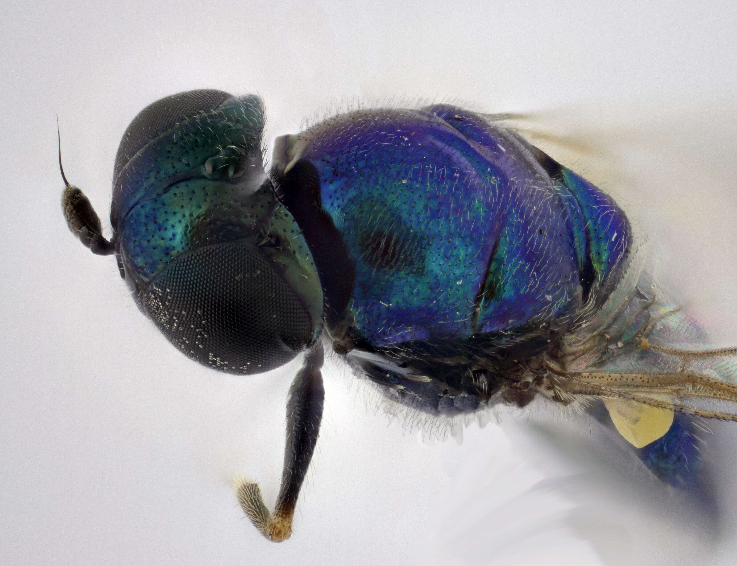 Image of Soldier fly