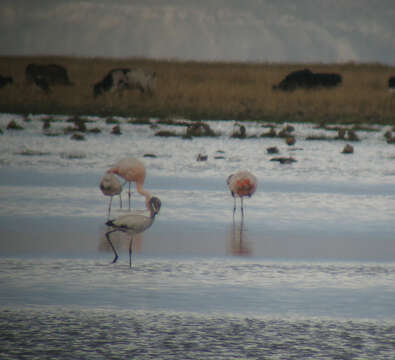 Image of James's Flamingo