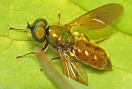 Image of Soldier fly