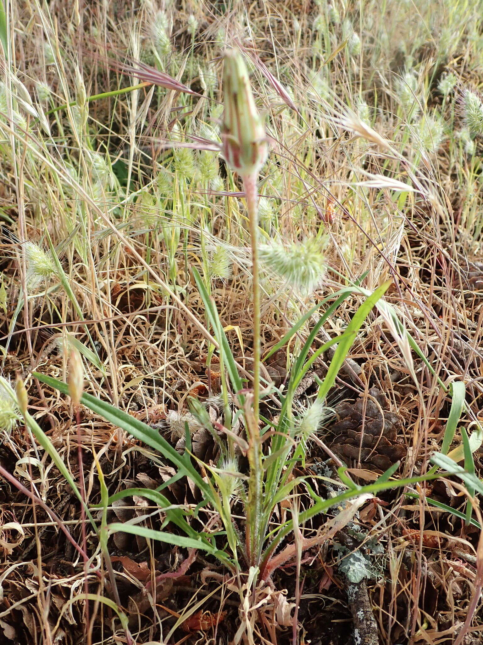 Image of bigflower agoseris