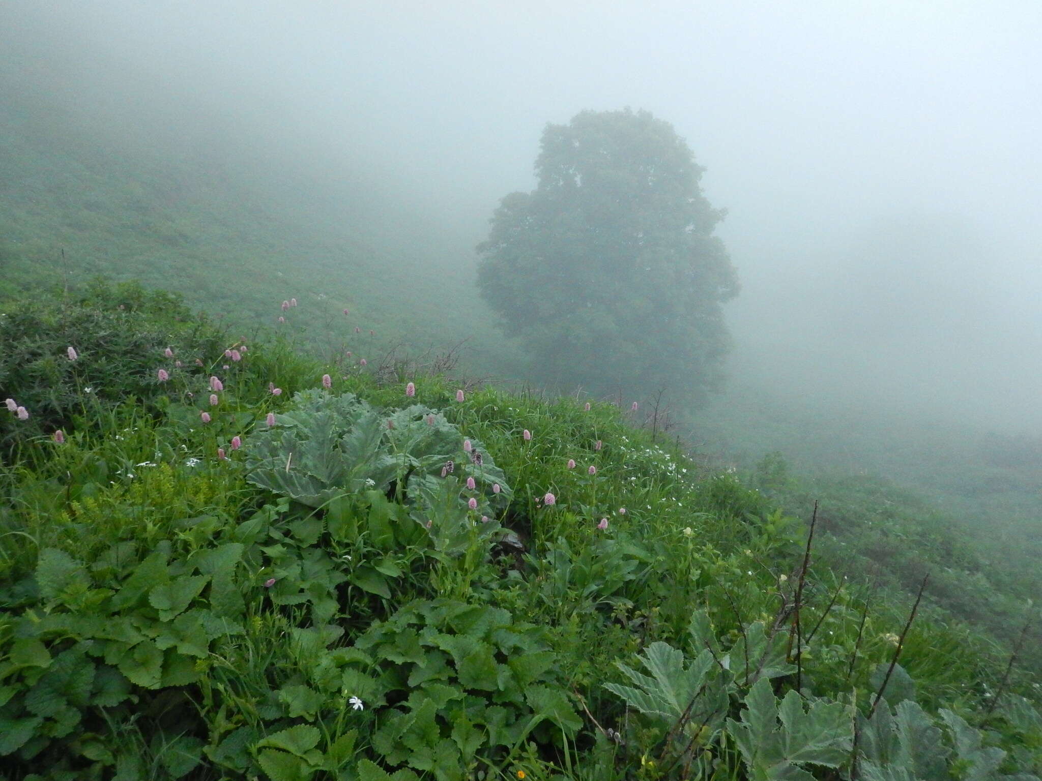 Image of Bistorta officinalis subsp. carnea (C. Koch) Sojak.