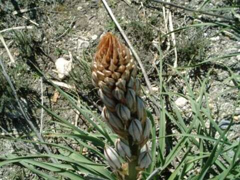 Image of White asphodel