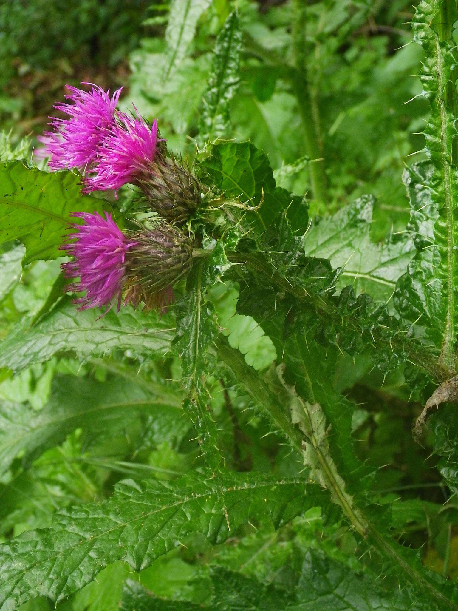 Image of Carduus clavulatus Link