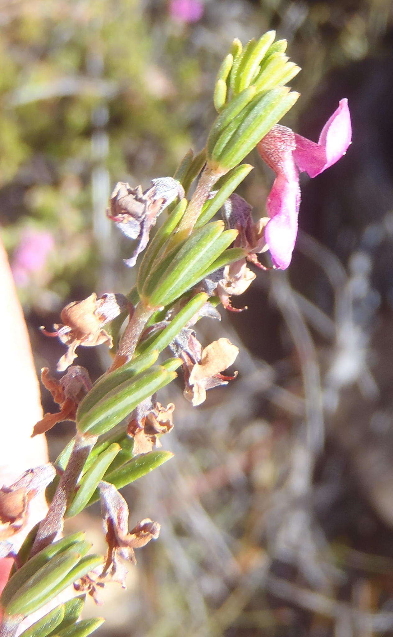 Слика од Indigofera pappei Fourc.