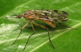 Image of Window Gnat