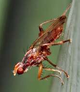 Image of dung-flies