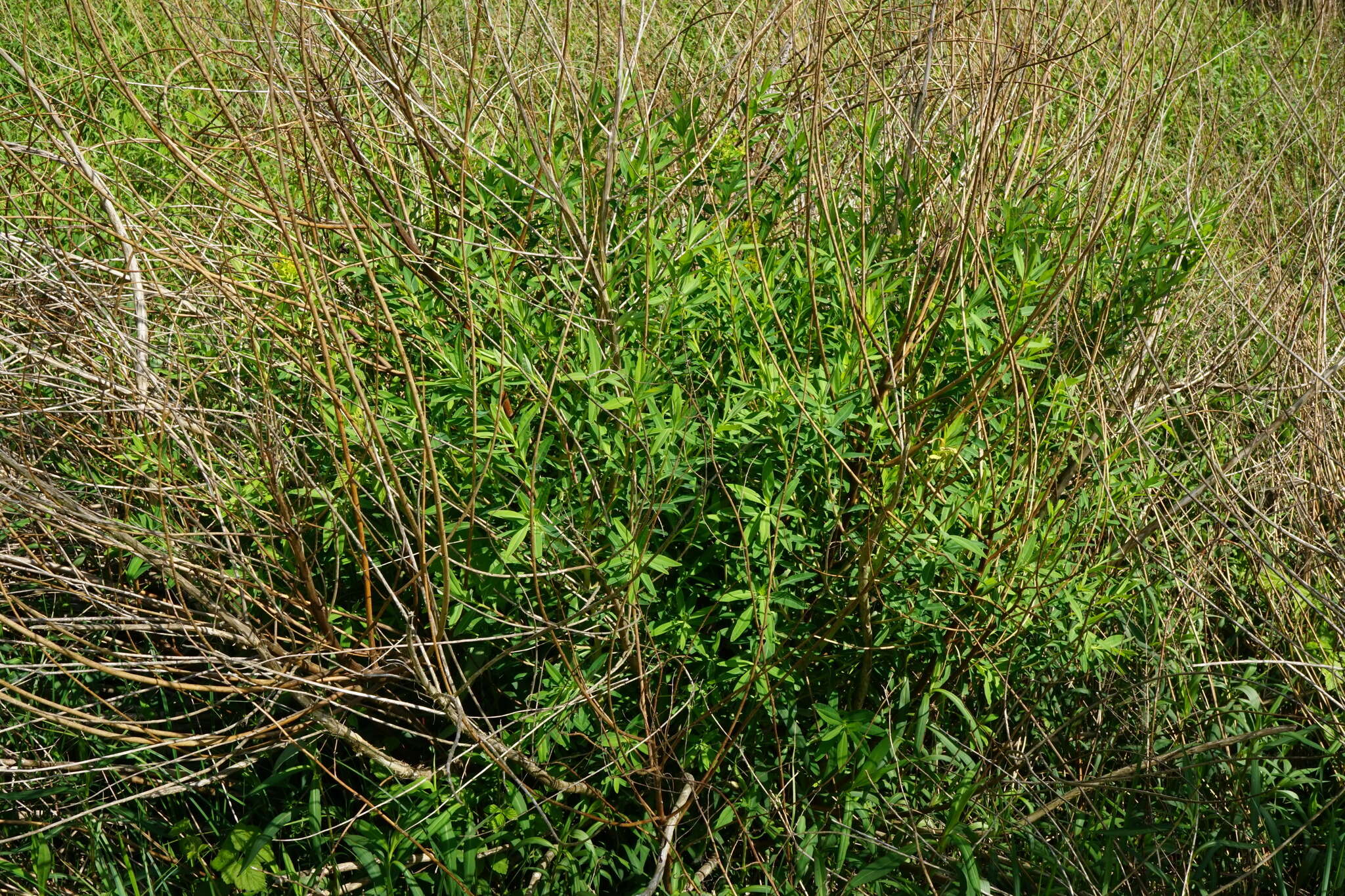 Image de Euphorbe des marais