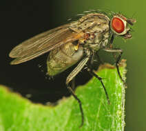 Image of root-maggot flies